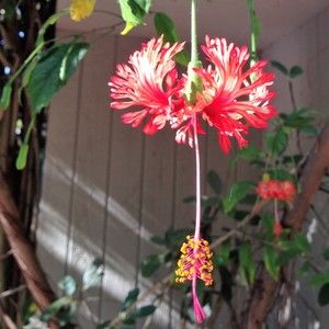 Meet your Posher, Leesa